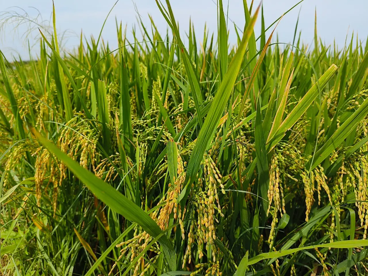 Agricultural Land Promoters in Koovathur