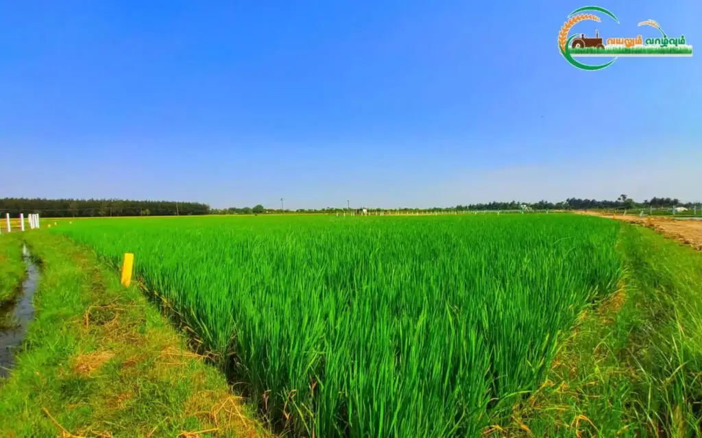 Agriculture land for Sale in koovathur